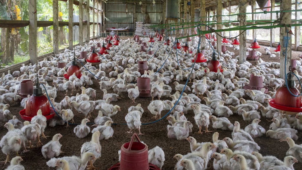A crowded poultry farm housing numerous broiler chickens inside.