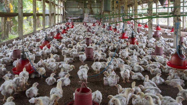 A crowded poultry farm housing numerous broiler chickens inside.