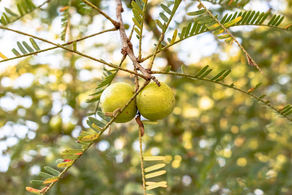 Fresh amla fruits hanging from branches with bright green leaves against a sunny background.